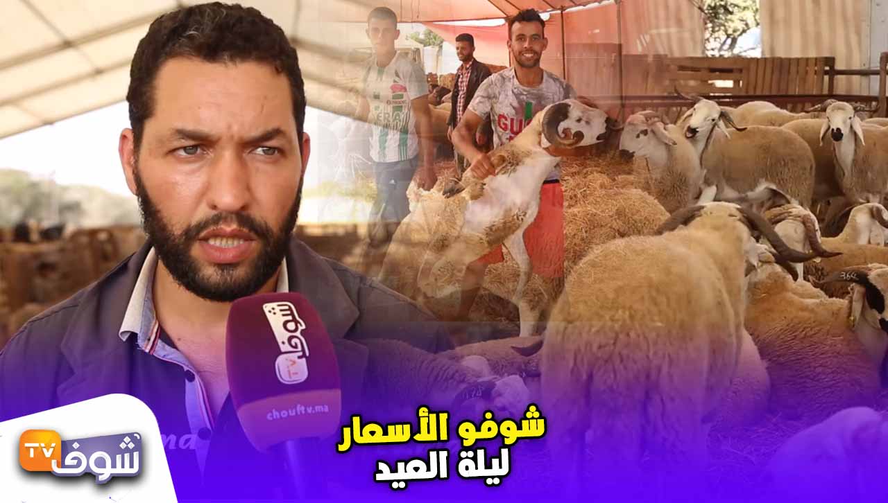 أضاحي العيد موجودين فكازا..شوفو الأسعار ليلة العيد – ChoufTV :: TV شوف